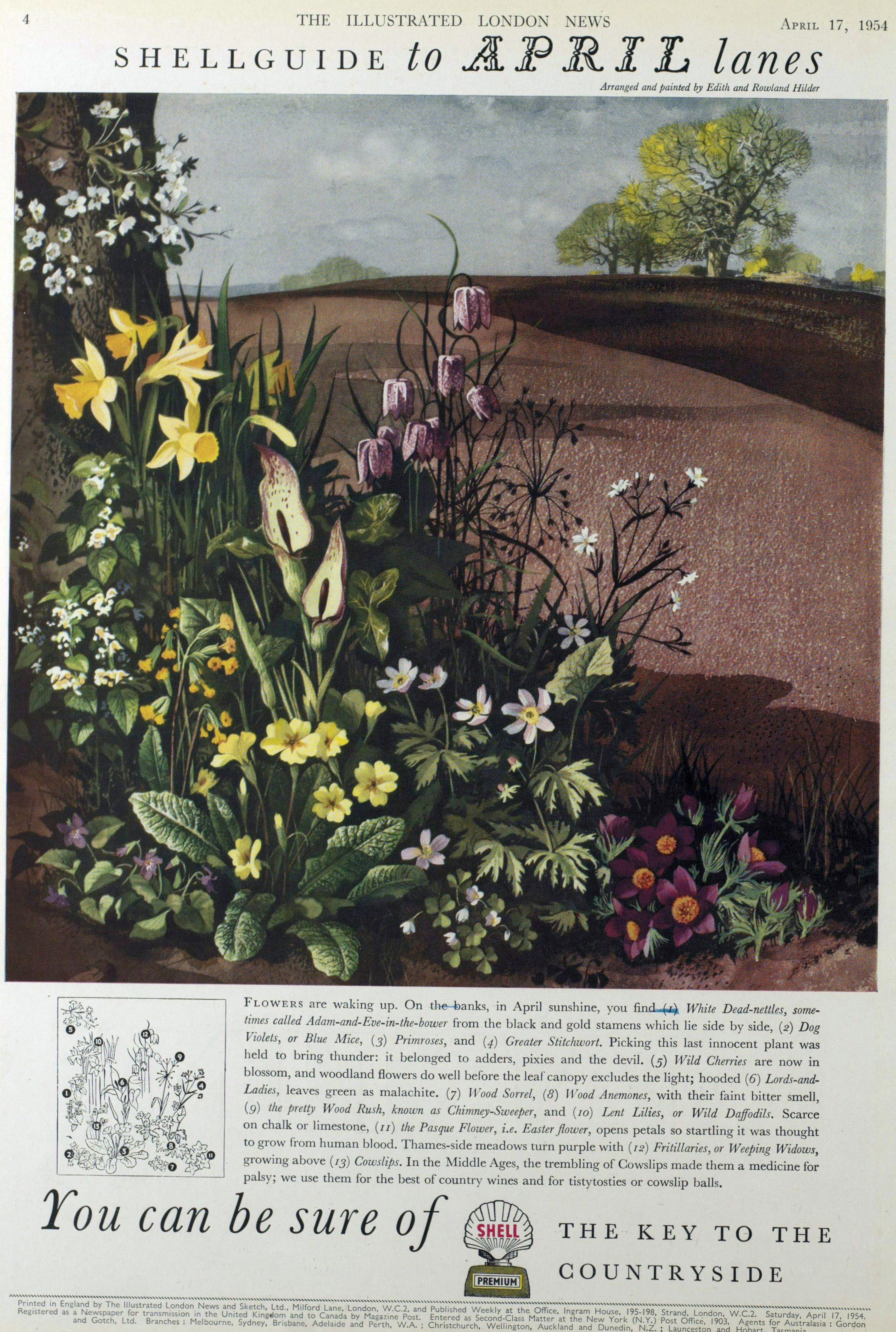 shell wild flowers april